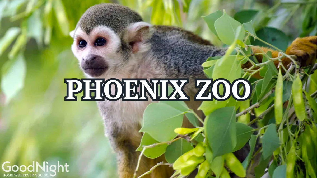 A close-up of a lively squirrel monkey set amid lush green foliage, capturing the playful essence of the Phoenix Zoo and its hands-on wildlife encounters.